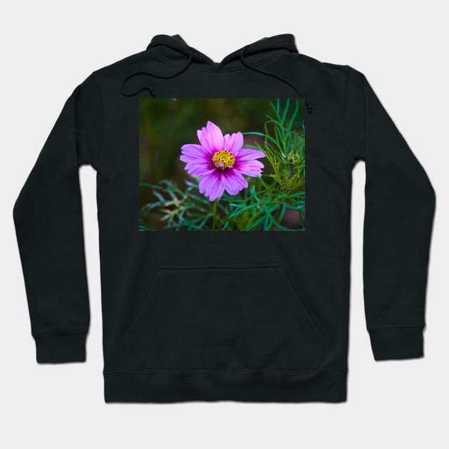 Daisy Marguerite Macro - Magenta Flower With Dark Green Foliage Hoodie by Harmony-Mind